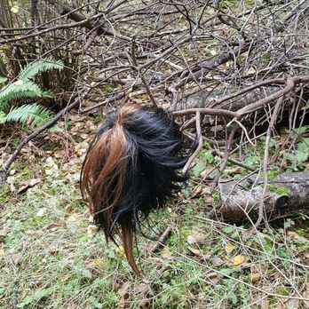 China Lake Nature Area - A lone wig in the north part of the park....this just screams Tacoma style! - Parks Near Me - Tacoma, Washington China Lake Nature Area - A lone wig in the north part of the park....this just screams Tacoma style! - Parks Near Me - Tacoma, Washington