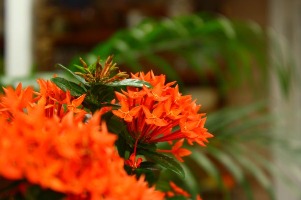 Andrews Inn & Garden Cottages by null