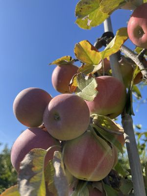 Shelburne Farm by null
