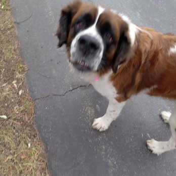 Charlie's Pet Sitting Services - Pet Sitting Near Me - Dexter, Michigan Charlie's Pet Sitting Services - Pet Sitting Near Me - Dexter, Michigan