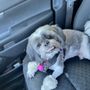 Photo of Lucky-3 Dog & Cat Grooming