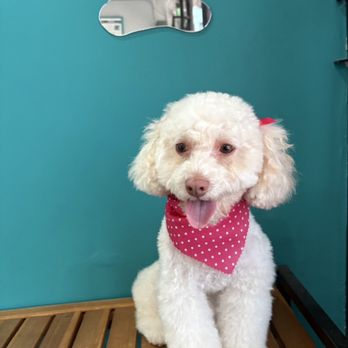 Honest Groomers - Dog with a pink bandana - Pet Groomers Near Me - South Gate, California Honest Groomers - Dog with a pink bandana - Pet Groomers Near Me - South Gate, California