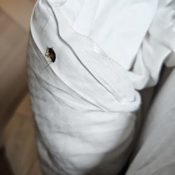 Dead roach in the bed motor city casino room 1218