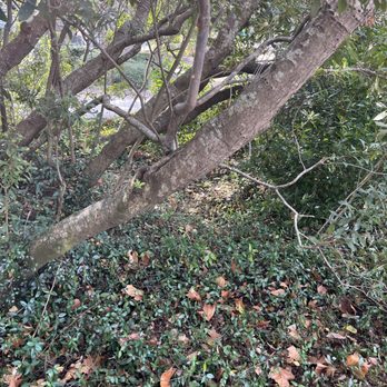 Stewart Tree Service - Wax Myrtle - Tree Services Near Me - Mount Pleasant, South Carolina Stewart Tree Service - Wax Myrtle - Tree Services Near Me - Mount Pleasant, South Carolina