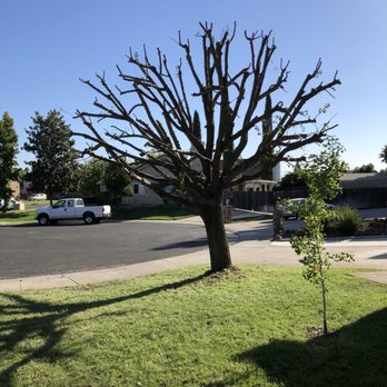 Master Tree Care - Tree Services Near Me - West Sacramento, California