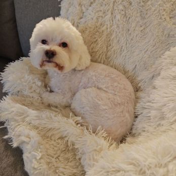 Las Vegas Pet Spa - Pet Groomers Near Me - Las Vegas, Nevada Las Vegas Pet Spa - Pet Groomers Near Me - Las Vegas, Nevada