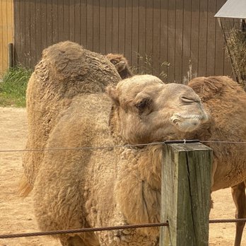 Metro Richmond Zoo - Zoos Near Me - Moseley, Virginia