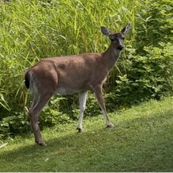 Auke Lake Trail - Deer- Near U of A