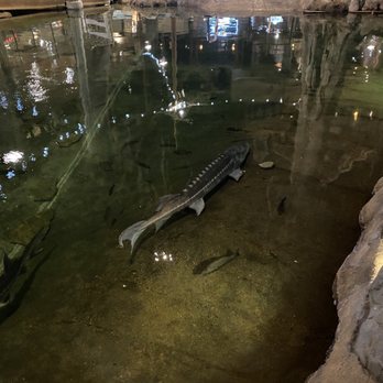 Bass Pro Shop - Inside, Sturgeon - Guns & Ammo Near Me - Memphis, Tennessee Bass Pro Shop - Inside, Sturgeon - Guns & Ammo Near Me - Memphis, Tennessee