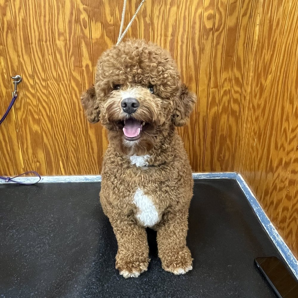 Brianna Laneece Pet Care Services - Before - Pet Groomers Near Me - Richmond, Virginia Brianna Laneece Pet Care Services - Before - Pet Groomers Near Me - Richmond, Virginia