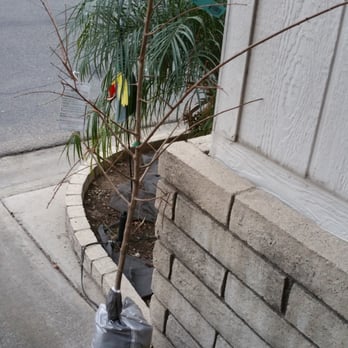Bare Root Ultra Dwarf Weeping Santa Rosa Plum Tree Yelp Bare Root Ultra Dwarf Weeping Santa Rosa Plum Tree Yelp