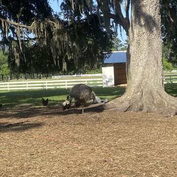 Congaree and Penn - EMU - Farms Near Me - Jacksonville, Florida