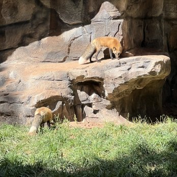 Bearizona - Fox - Zoos Near Me - Williams, Arizona Bearizona - Fox - Zoos Near Me - Williams, Arizona