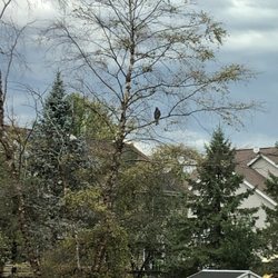 Village of Lake In the Hills - Bird in a tree.