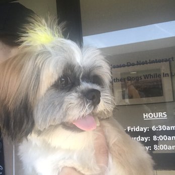 Seusspup - Pet Groomers Near Me - North Hollywood, California Seusspup - Pet Groomers Near Me - North Hollywood, California