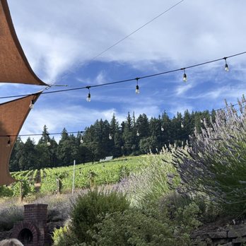 Privé Vineyard - Vineyard and lavender in the background - Wineries Near Me - Newberg, Oregon Privé Vineyard - Vineyard and lavender in the background - Wineries Near Me - Newberg, Oregon