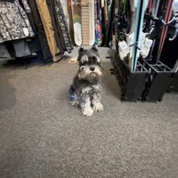 Leroy's Ski & Snowboard Shops - Polite dog