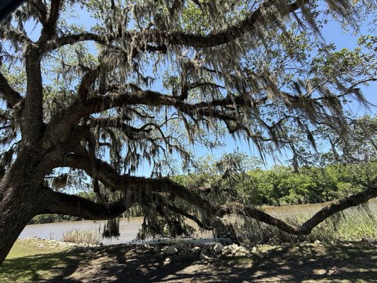 Jungle Gardens by null