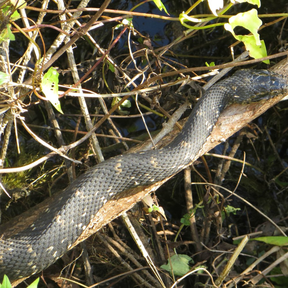 Fakahatchee Strand Preserve State Park - Parks Near Me - Copeland, Florida