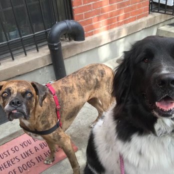Happy Pups - Dog Walkers Near Me - Brooklyn, New York