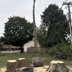 Migarey Tree - Spruce tree removal