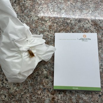 La Quinta by Wyndham Modesto Salida - Cockroaches in La Quinta Hotel, Modesto, CA - Hotels Near Me - Salida, California La Quinta by Wyndham Modesto Salida - Cockroaches in La Quinta Hotel, Modesto, CA - Hotels Near Me - Salida, California