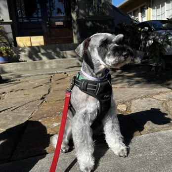 Pet Stylist - Pet Groomers Near Me - San Leandro, California Pet Stylist - Pet Groomers Near Me - San Leandro, California