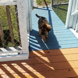 All Tails Wag - Dillon coming up the dog ramp. He loves the doggie door.