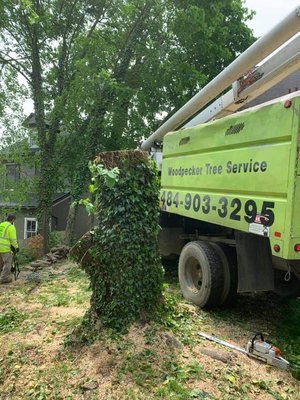 WOODPECKER TREE SERVICE - Updated January 2025 - 77 Photos - 5829