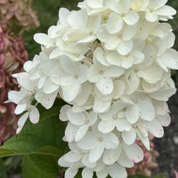 Comb Coffee - Beautiful hydrangea in the garden