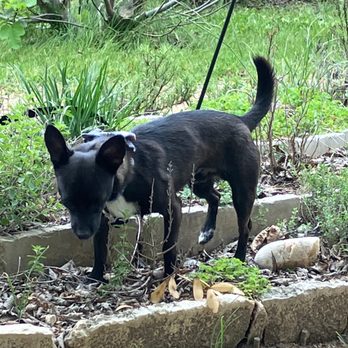 Cherrywood Pocket Park - my pup - Parks Near Me - Austin, Texas