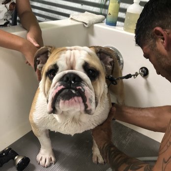 Blissful Bark Dog Wash - Pet Groomers Near Me - Flower Mound, Texas Blissful Bark Dog Wash - Pet Groomers Near Me - Flower Mound, Texas