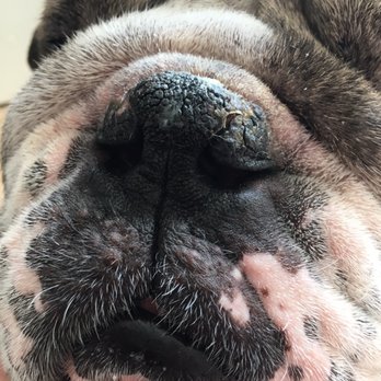 Sunset Cliffs Animal Hospital - Nose stitches 3 weeks after soft palate surgery. Healed beautifully! :) - Veterinarians Near Me - San Diego, California Sunset Cliffs Animal Hospital - Nose stitches 3 weeks after soft palate surgery. Healed beautifully! :) - Veterinarians Near Me - San Diego, California