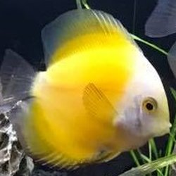 Watercolors Aquarium Gallery
