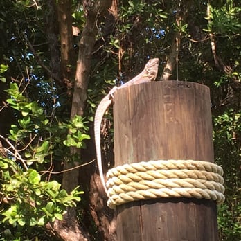 Bill Baggs Cape Florida State Park - The iguanas were posing for pics - Parks Near Me - Key Biscayne, Florida