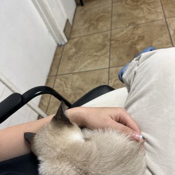 Alamitos Animal Hospital - Veterinarians Near Me - Westminster, California