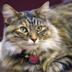 The Book Center - Alice, one of the cats at The Book Center