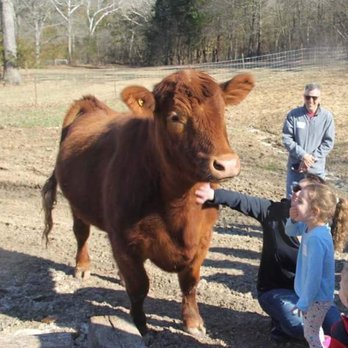 The Gentle Barn - My niece was so excited to meet Chico - Animal Shelters Near Me - Dittmer, Missouri The Gentle Barn - My niece was so excited to meet Chico - Animal Shelters Near Me - Dittmer, Missouri