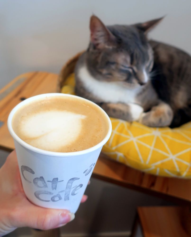CAT CAFE ON WHYTE Updated August 2024 177 Photos & 46 Reviews
