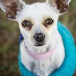 Wagging Dog Rescue - Hi! My name is Luna Lovegood and I do (love good).