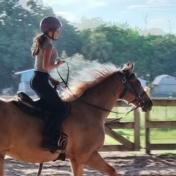 Sunny Times Stables