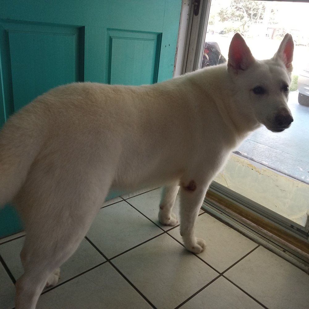 Paws Above Mobile Pet Grooming - Great job!....they take time with your animal. Truly a great local business I will totally support! - Pet Groomers Near Me Paws Above Mobile Pet Grooming - Great job!....they take time with your animal. Truly a great local business I will totally support! - Pet Groomers Near Me