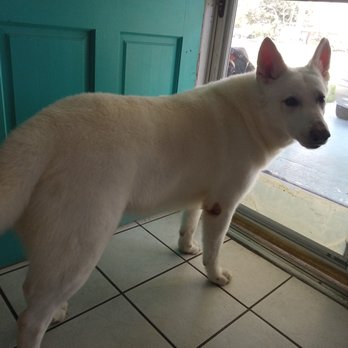 Paws Above Mobile Pet Grooming - Great job!....they take time with your animal. Truly a great local business I will totally support! - Pet Groomers Near Me Paws Above Mobile Pet Grooming - Great job!....they take time with your animal. Truly a great local business I will totally support! - Pet Groomers Near Me