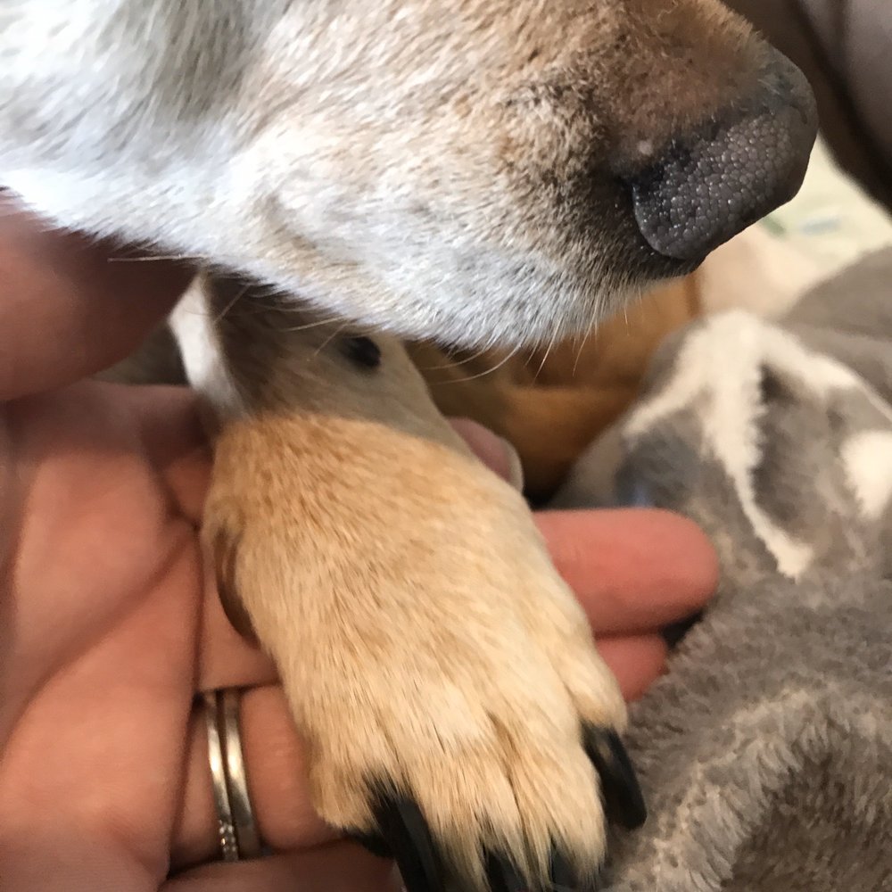 Eco Paw Spa - Pet Groomers Near Me Eco Paw Spa - Pet Groomers Near Me