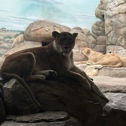 Regal lioness in the big cat section