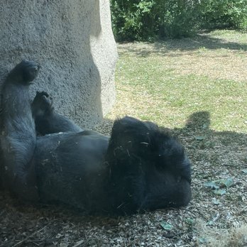 Denver Zoo - Zoos Near Me - Denver, Colorado