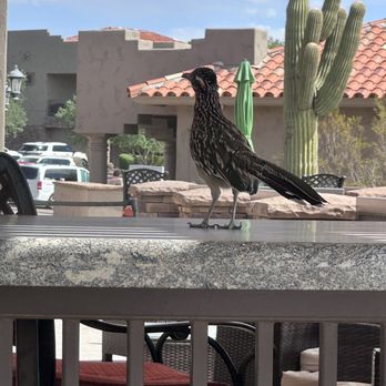 The Patio and Grille - A roadrunner came to visit our table. - New American Near Me - Mesa, Arizona The Patio and Grille - A roadrunner came to visit our table. - New American Near Me - Mesa, Arizona
