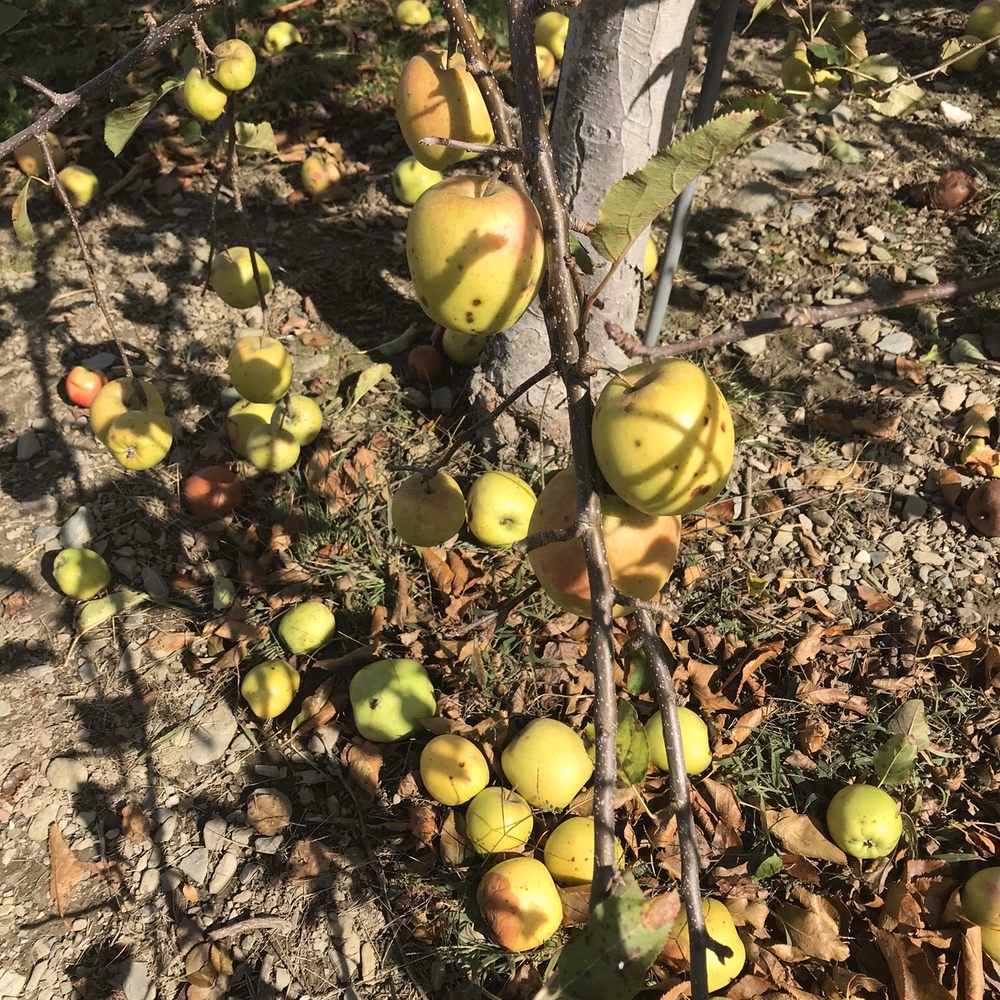 Sweet Berry Farm - More rotten apples - Fruits & Veggies Near Me - Middletown, Rhode Island Sweet Berry Farm - More rotten apples - Fruits & Veggies Near Me - Middletown, Rhode Island