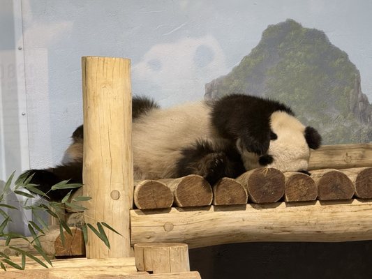 Smithsonian National Zoological Park by null