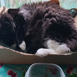 Green Dog Grooming - Ungroomed cat